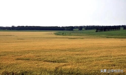 ​五位老知青忆往昔：说起当年的救命恩人，他们几度哽咽 第2张