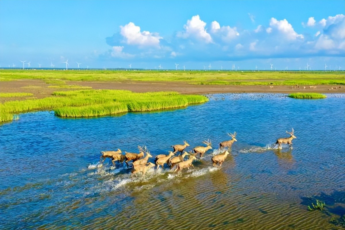 ​我们的江苏·盐城 第5张