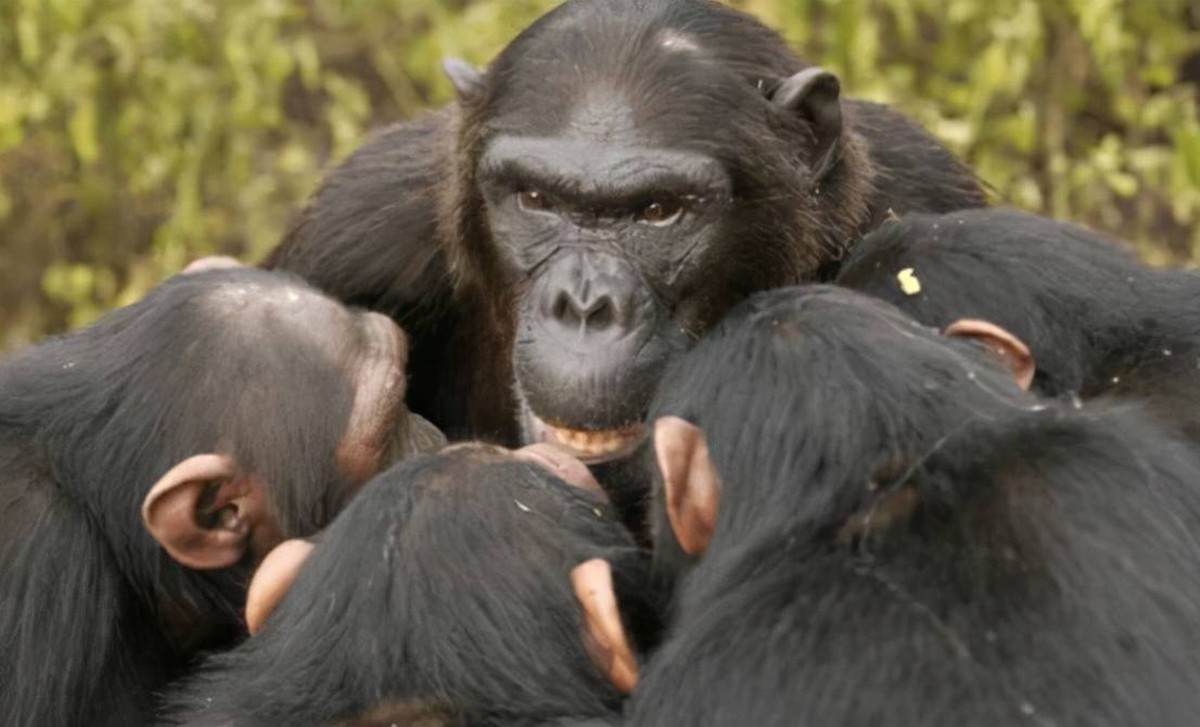 ​灵长类动物的性暴力：雌猩猩屡遭异性袭击，雄狒狒为何能妻妾成群 第7张