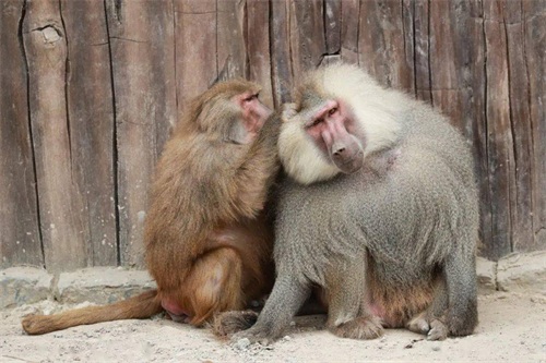 ​灵长类动物的性暴力：雌猩猩屡遭异性袭击，雄狒狒为何能妻妾成群 第12张