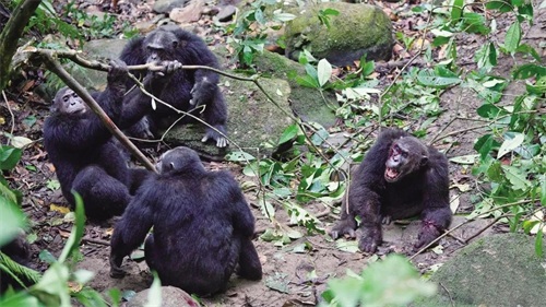 ​灵长类动物的性暴力：雌猩猩屡遭异性袭击，雄狒狒为何能妻妾成群 第6张