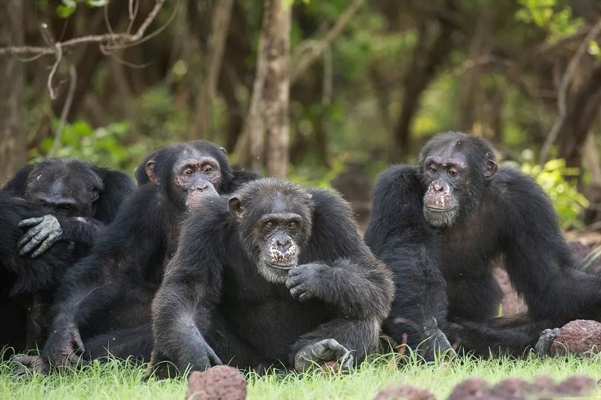​灵长类动物的性暴力：雌猩猩屡遭异性袭击，雄狒狒为何能妻妾成群 第4张