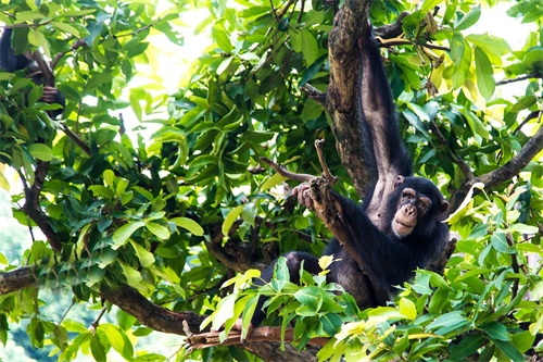 ​灵长类动物的性暴力：雌猩猩屡遭异性袭击，雄狒狒为何能妻妾成群 第8张