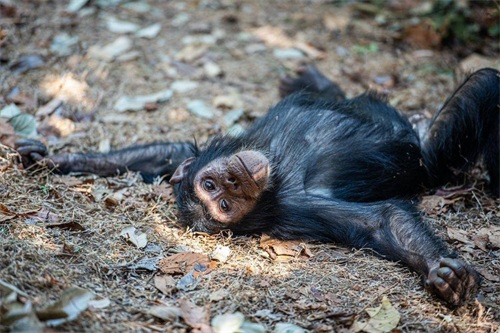 ​灵长类动物的性暴力：雌猩猩屡遭异性袭击，雄狒狒为何能妻妾成群 第1张