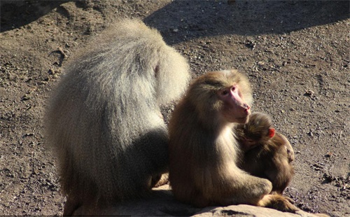 ​灵长类动物的性暴力：雌猩猩屡遭异性袭击，雄狒狒为何能妻妾成群 第14张