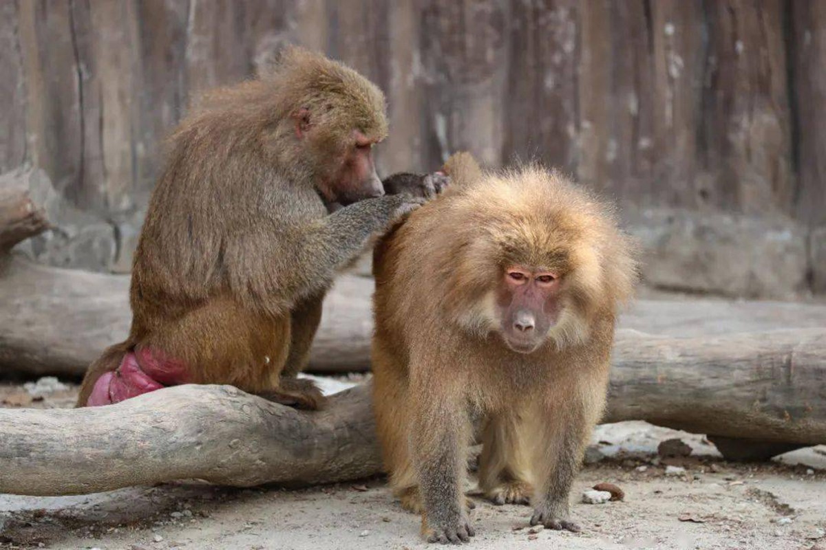 ​灵长类动物的性暴力：雌猩猩屡遭异性袭击，雄狒狒为何能妻妾成群 第13张