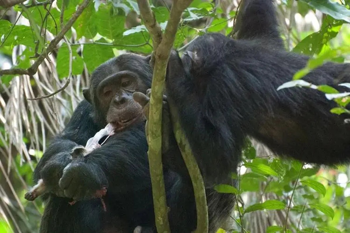 ​灵长类动物的性暴力：雌猩猩屡遭异性袭击，雄狒狒为何能妻妾成群 第2张
