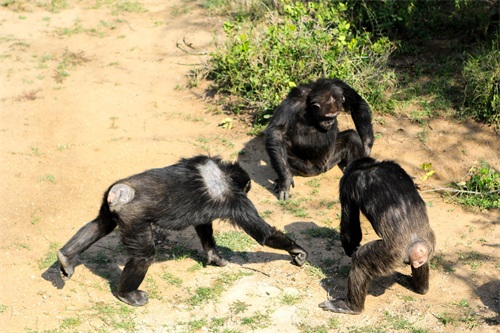 ​灵长类动物的性暴力：雌猩猩屡遭异性袭击，雄狒狒为何能妻妾成群 第3张