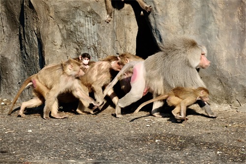 ​灵长类动物的性暴力：雌猩猩屡遭异性袭击，雄狒狒为何能妻妾成群 第11张