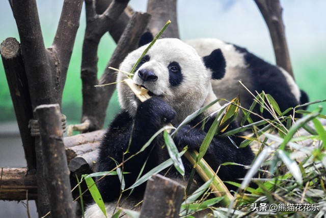 ​国宝熊猫租借给外国：看似可爱的微笑，却隐藏着这些问题？ 第10张