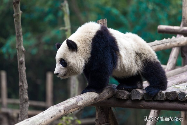 ​国宝熊猫租借给外国：看似可爱的微笑，却隐藏着这些问题？ 第9张