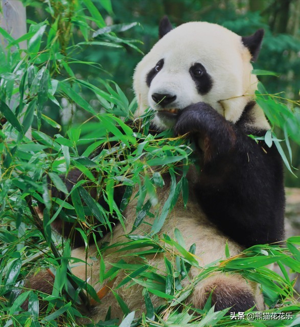 ​国宝熊猫租借给外国：看似可爱的微笑，却隐藏着这些问题？ 第2张