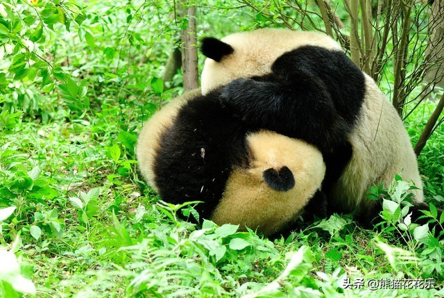 ​国宝熊猫租借给外国：看似可爱的微笑，却隐藏着这些问题？ 第7张