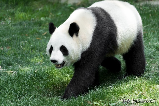 ​国宝熊猫租借给外国：看似可爱的微笑，却隐藏着这些问题？ 第5张