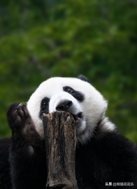 ​国宝熊猫租借给外国：看似可爱的微笑，却隐藏着这些问题？ 第8张