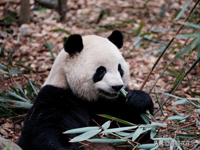 ​国宝熊猫租借给外国：看似可爱的微笑，却隐藏着这些问题？ 第12张