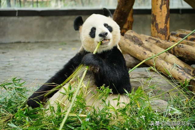 ​国宝熊猫租借给外国：看似可爱的微笑，却隐藏着这些问题？ 第3张