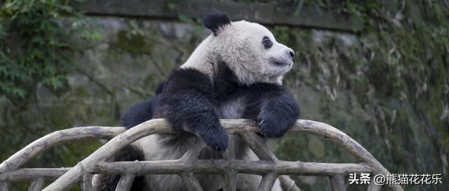 ​国宝熊猫租借给外国：看似可爱的微笑，却隐藏着这些问题？ 第13张