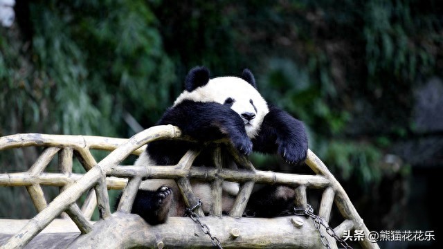 ​国宝熊猫租借给外国：看似可爱的微笑，却隐藏着这些问题？ 第1张