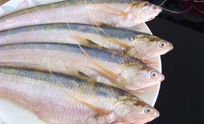 ​盘点5种“天价”鱼，最贵的一条300多万，土豪都嫌太贵了 第5张