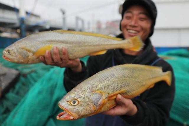 ​盘点5种“天价”鱼，最贵的一条300多万，土豪都嫌太贵了 第2张