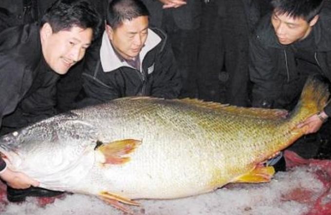 ​盘点5种“天价”鱼，最贵的一条300多万，土豪都嫌太贵了 第3张