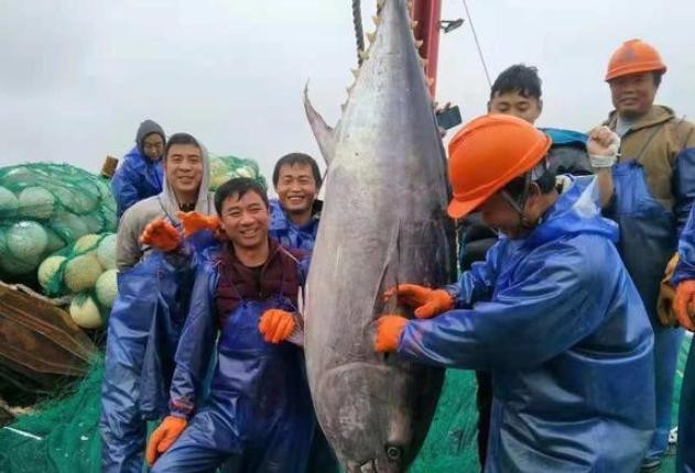 ​盘点5种“天价”鱼，最贵的一条300多万，土豪都嫌太贵了 第1张