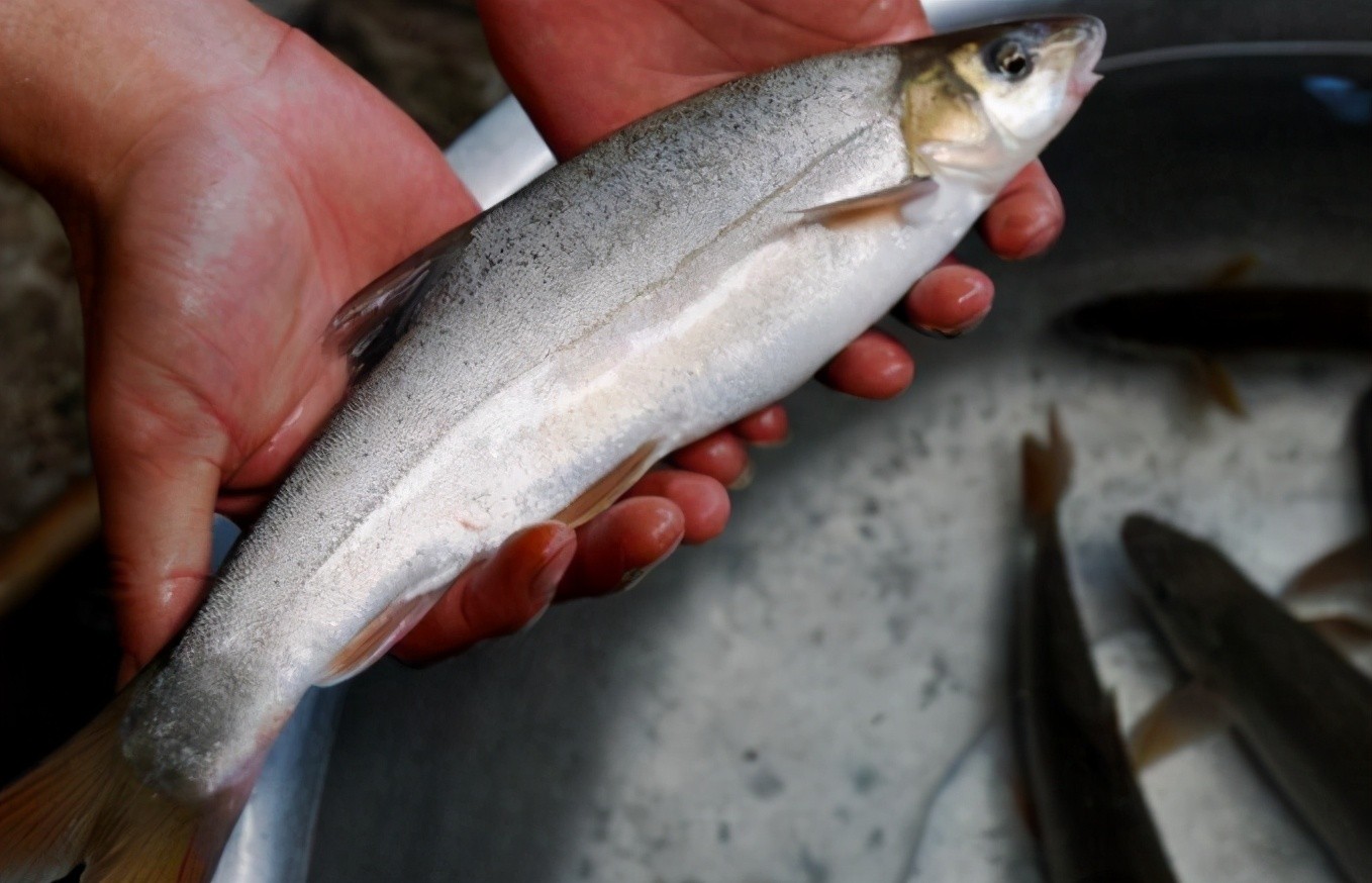 ​盘点5种“天价”鱼，最贵的一条300多万，土豪都嫌太贵了 第4张