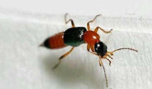 毒隐翅虫咬后有毒吗 第1张 毒隐翅虫咬后有毒吗 第1张