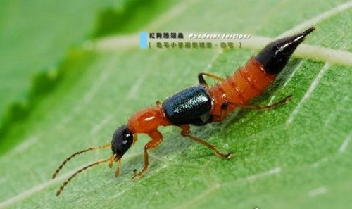 毒隐翅虫咬后有毒吗 第3张 毒隐翅虫咬后有毒吗 第3张