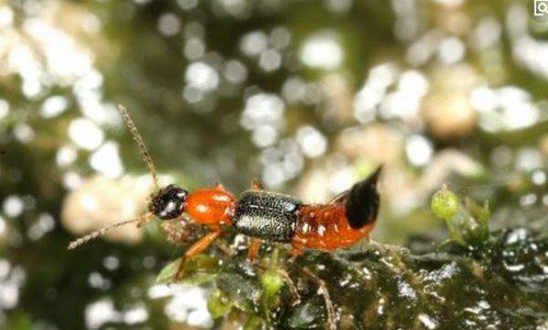 毒隐翅虫咬后有毒吗 第2张 毒隐翅虫咬后有毒吗 第2张