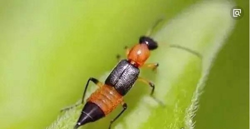 毒隐翅虫咬后有毒吗 第4张 毒隐翅虫咬后有毒吗 第4张