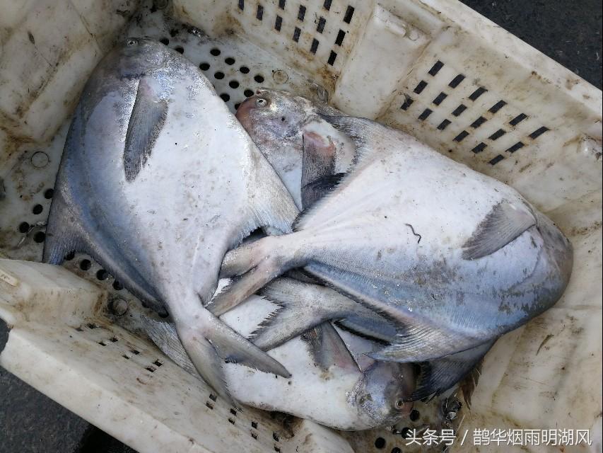 ​据说这是日照最大的海鲜批发市场，你最喜欢吃哪个？ 第9张