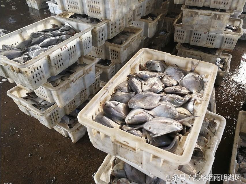 ​据说这是日照最大的海鲜批发市场，你最喜欢吃哪个？ 第4张