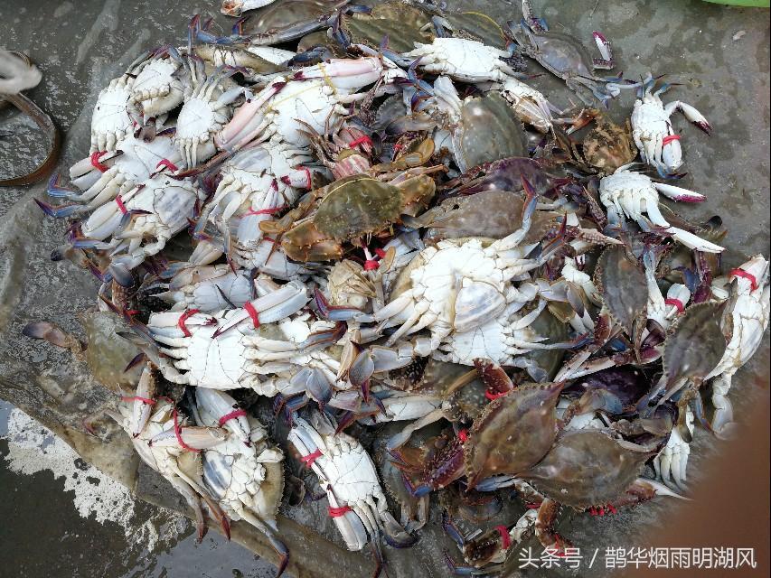 ​据说这是日照最大的海鲜批发市场，你最喜欢吃哪个？ 第22张
