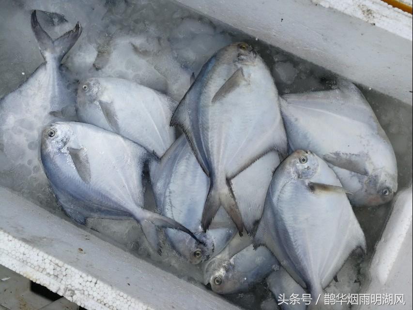 ​据说这是日照最大的海鲜批发市场，你最喜欢吃哪个？ 第8张