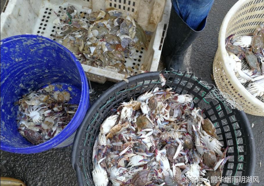 ​据说这是日照最大的海鲜批发市场，你最喜欢吃哪个？ 第12张