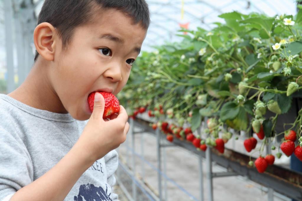 ​壹健康健康美食：草莓冻了解冻后能吃吗？冰冻草莓做法分享 第1张