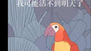孤独的鸟儿如何到第二天 第1张