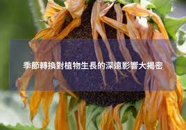 夏季树木生长旺季在何时 第2张