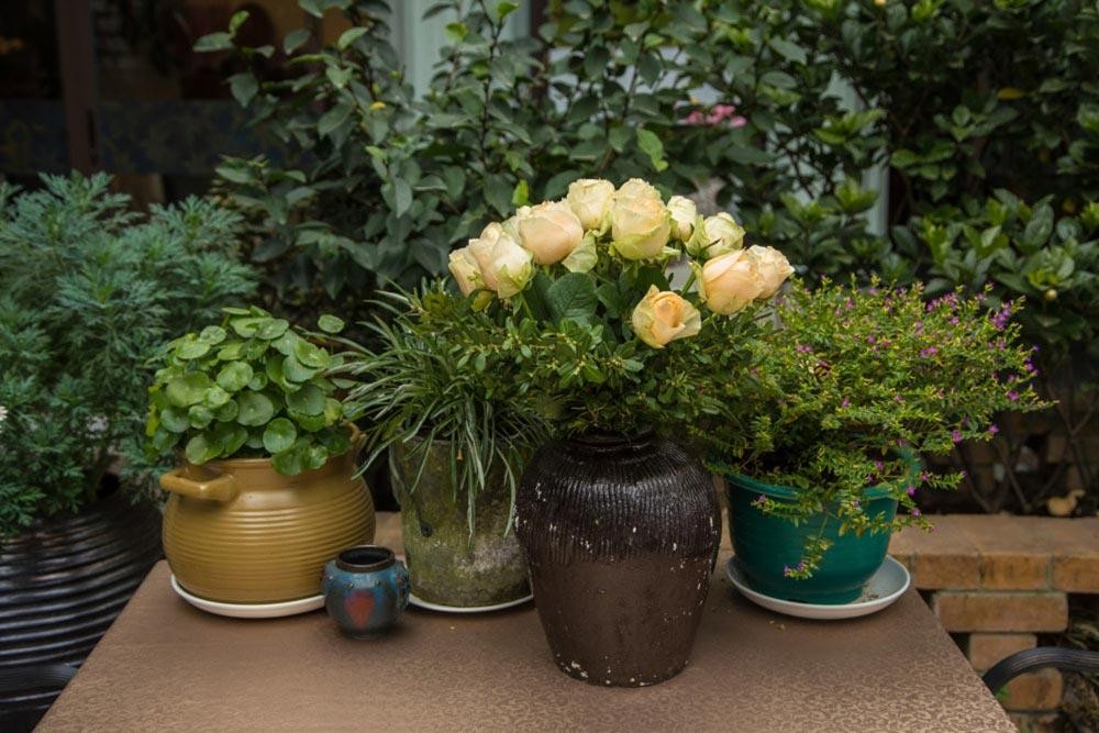 ​这5种花，室内光照不好，也能养成花海瀑布！ 第14张