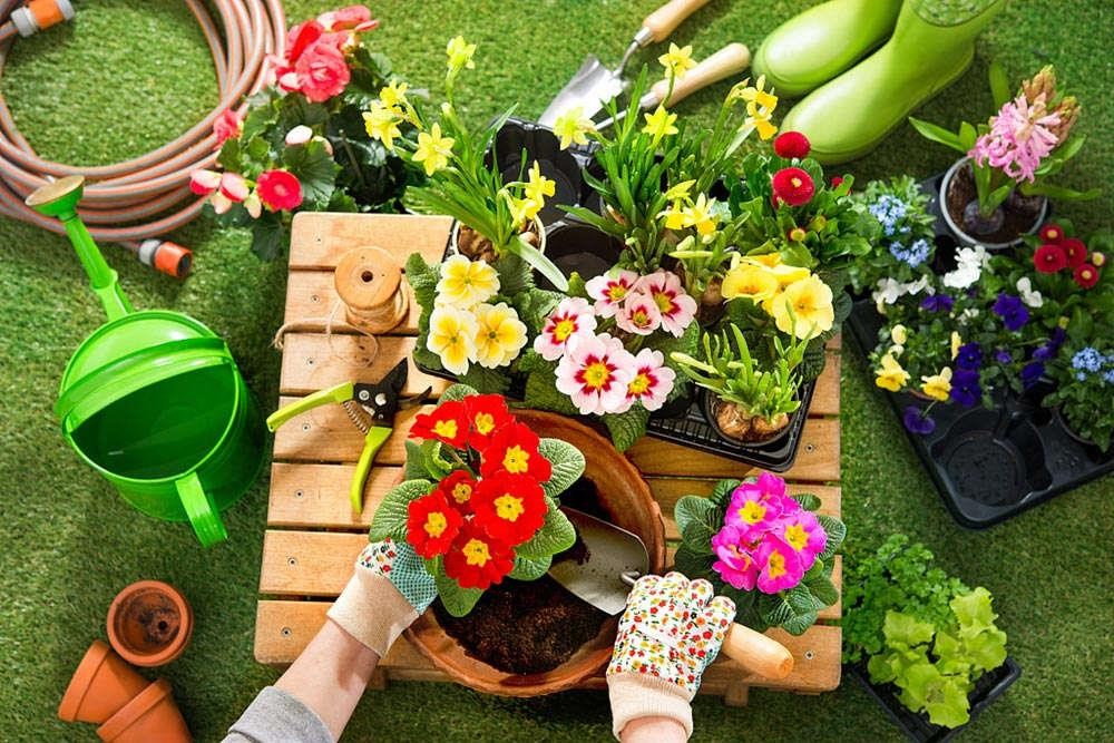 ​这5种花，室内光照不好，也能养成花海瀑布！ 第7张