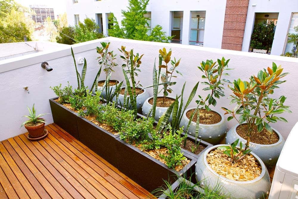 ​这5种花，室内光照不好，也能养成花海瀑布！ 第6张