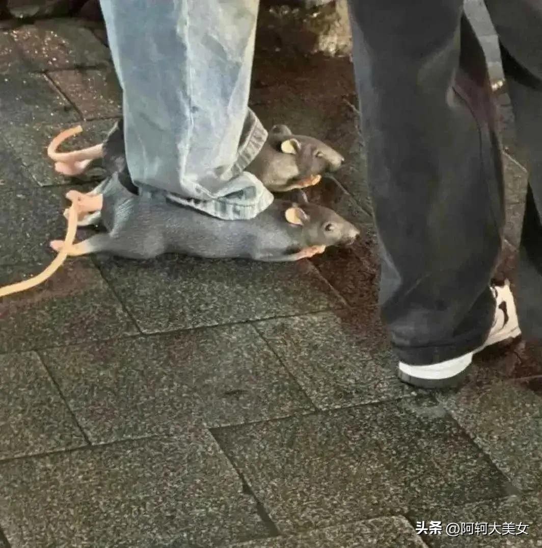 ​“50张”搞笑图片，专治不开心，你能坚持到第几图不笑? 第7张