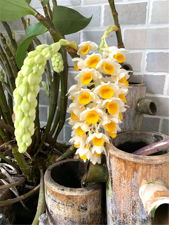 ​石斛怎样种植才生长茂盛？学会这3招，枝叶繁茂花开好 第3张