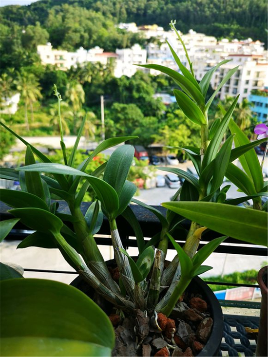 ​石斛怎样种植才生长茂盛？学会这3招，枝叶繁茂花开好 第1张