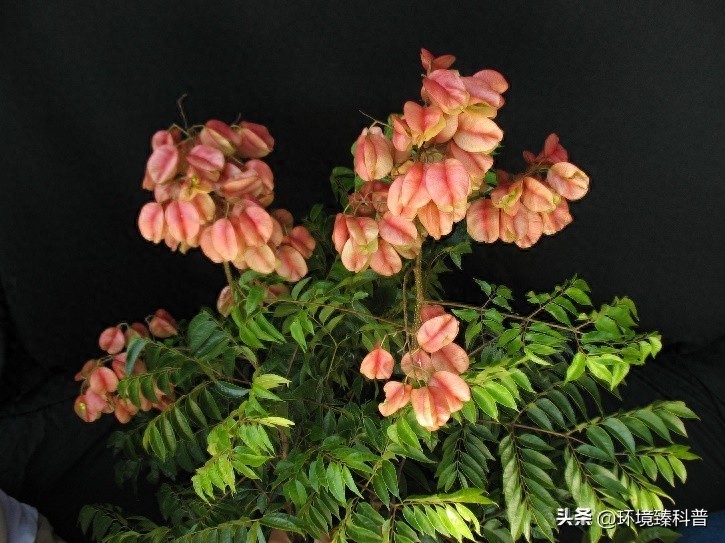 ​栾树，经常看到但是叫不出名的树 第1张