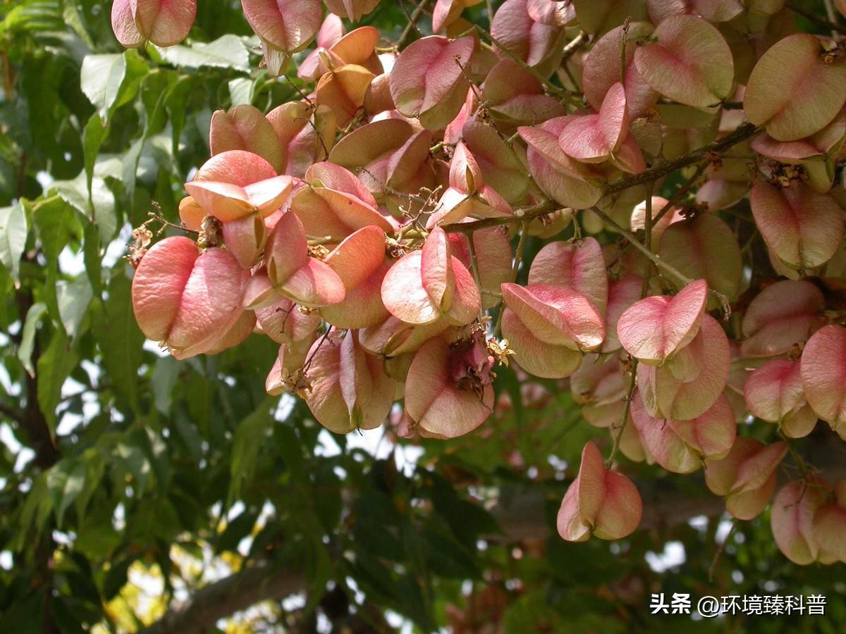 ​栾树，经常看到但是叫不出名的树 第2张