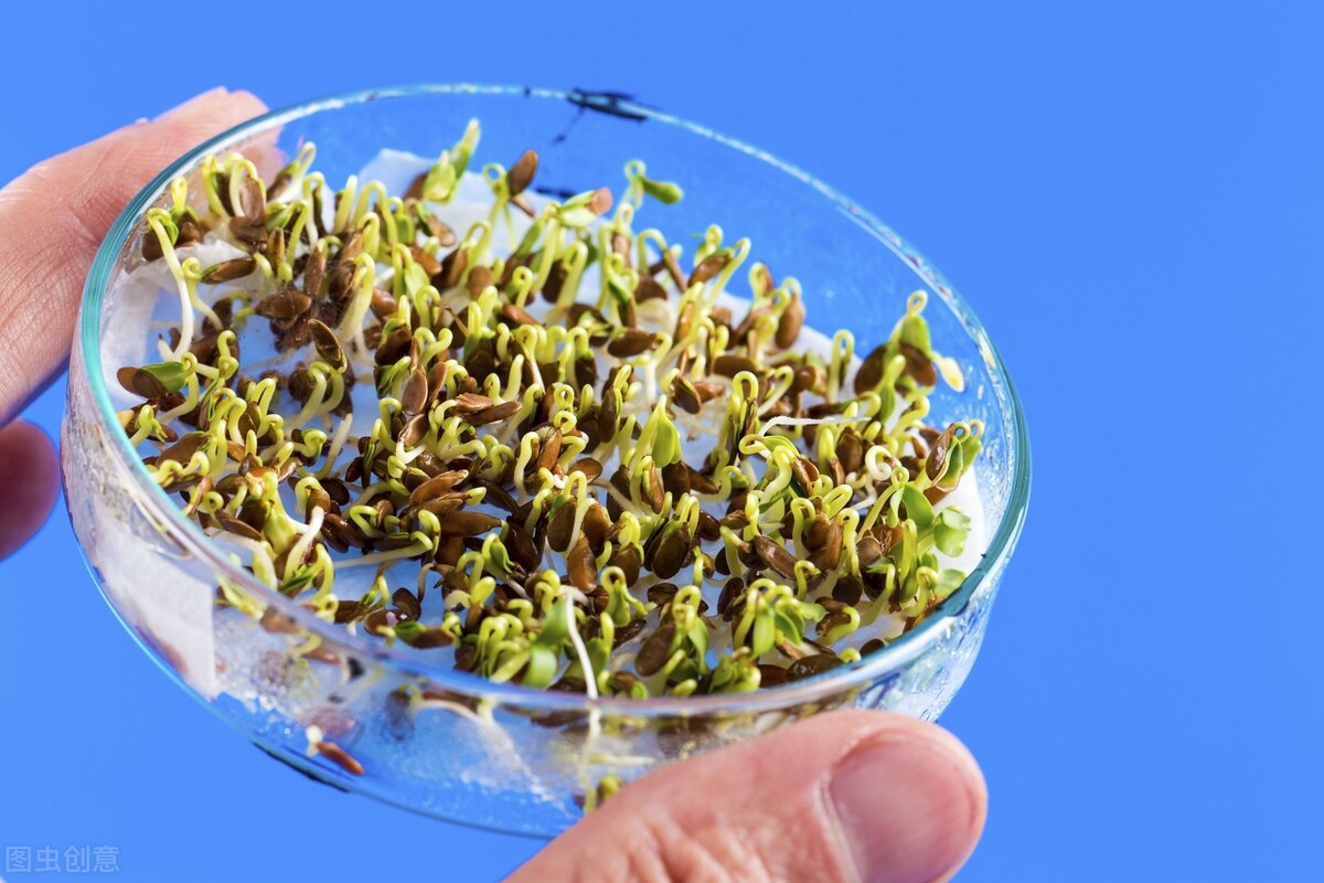 生菜种子直接种还是先催芽好(生菜正确种植教程) 第3张 生菜种子直接种还是先催芽好(生菜正确种植教程) 第3张