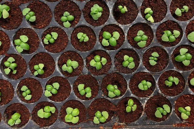 生菜种子直接种还是先催芽好(生菜正确种植教程) 第4张 生菜种子直接种还是先催芽好(生菜正确种植教程) 第4张